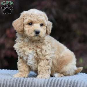 Larry, Bich-Poo Puppy